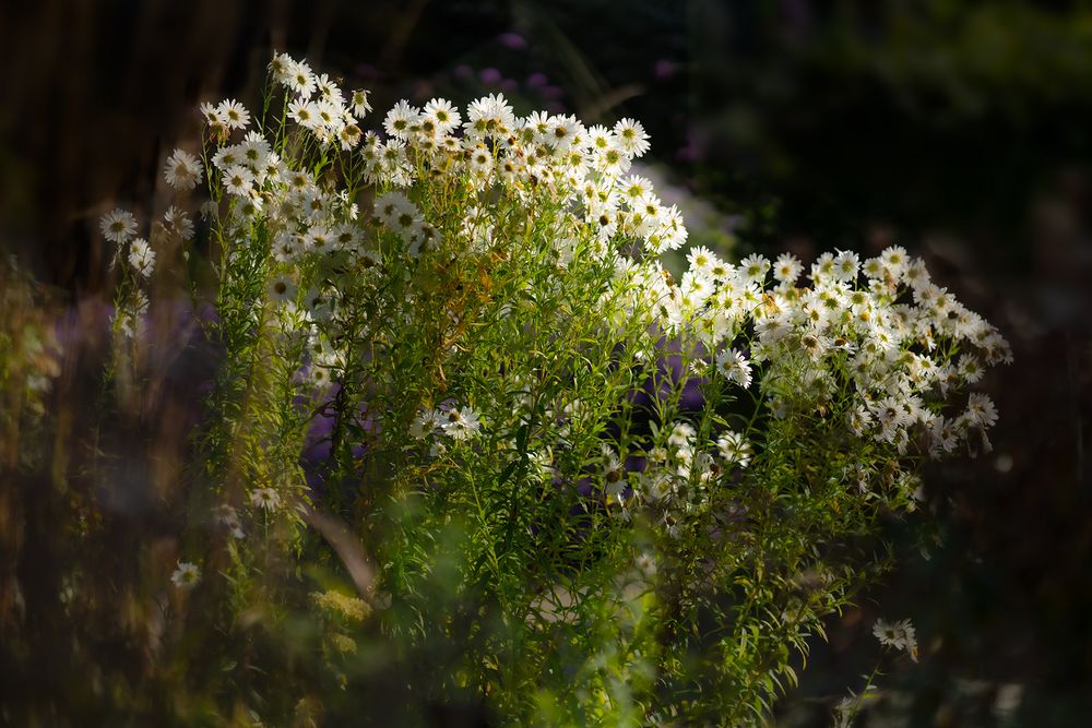 Herbstblümchen