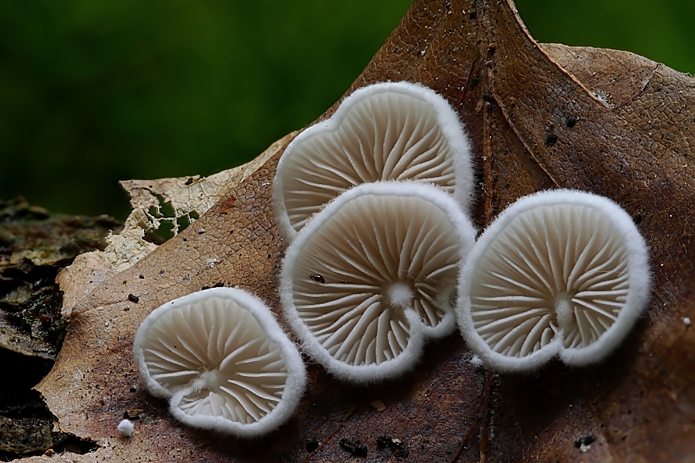 Herbstblümchen