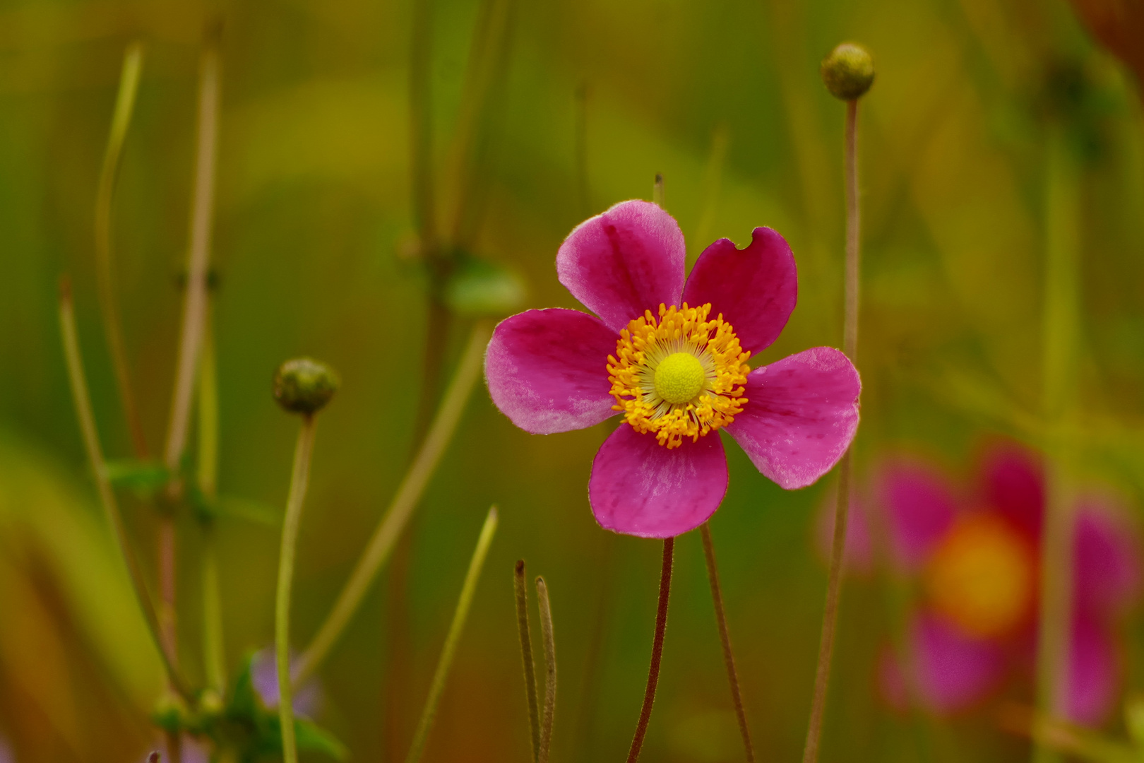 Herbstblümchen