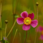 Herbstblümchen