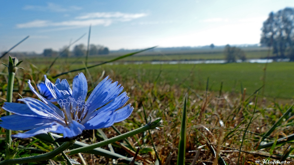 Herbstblümchen