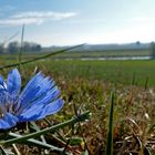 Herbstblümchen