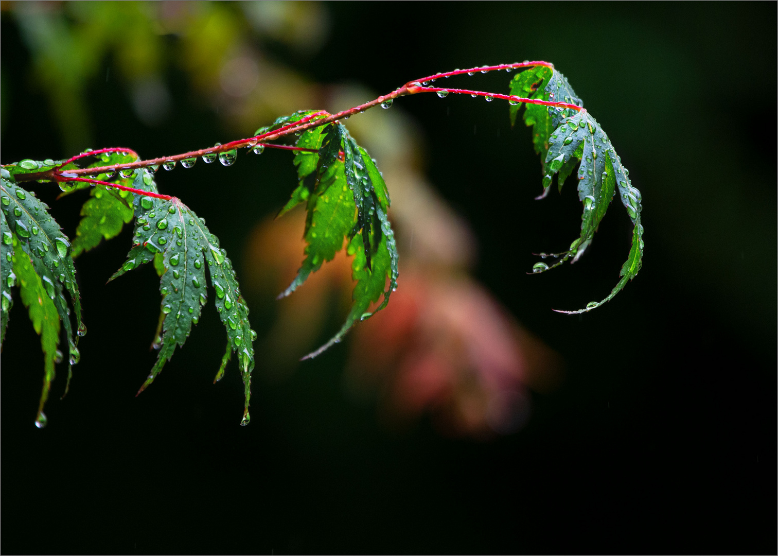 /// Herbst.Blues ///