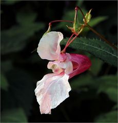 HERBSTBLÜTE