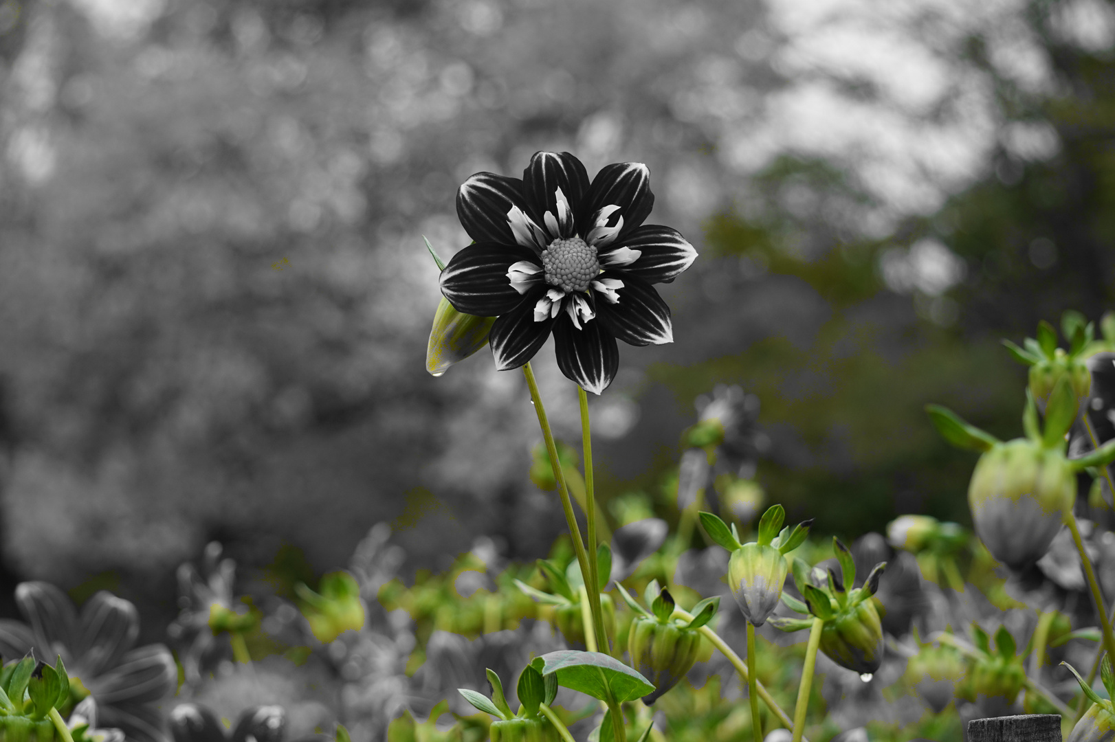 Herbstblüte