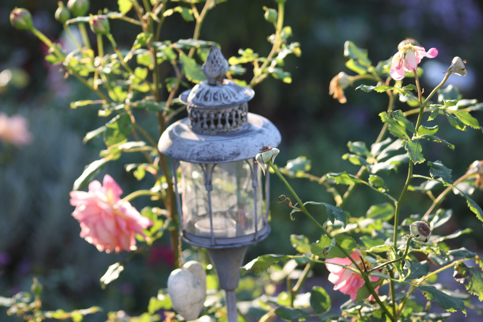 Herbstblüte