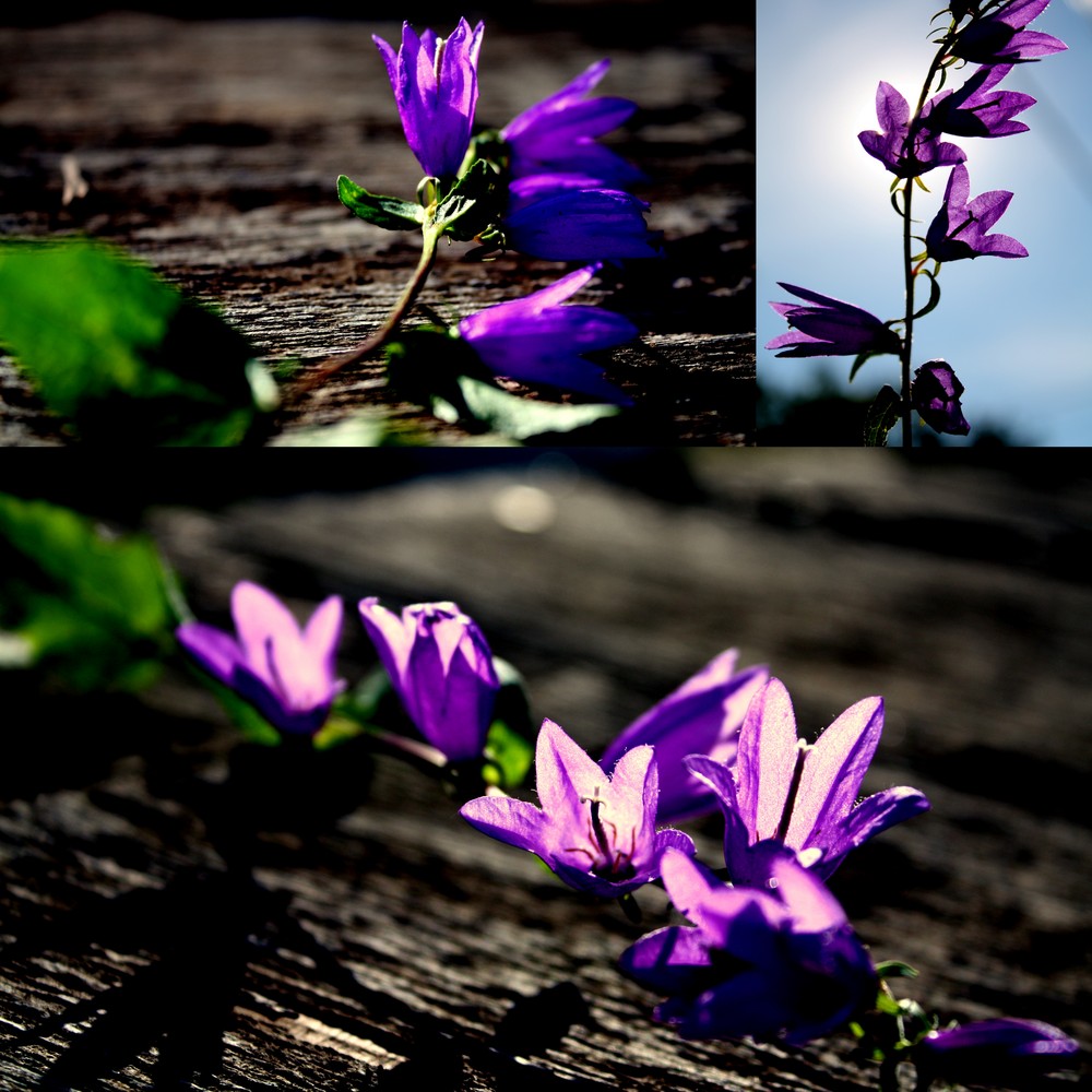 herbstblüte