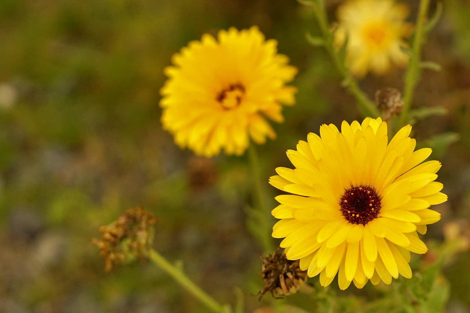 herbstblüte