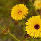 herbstblüte