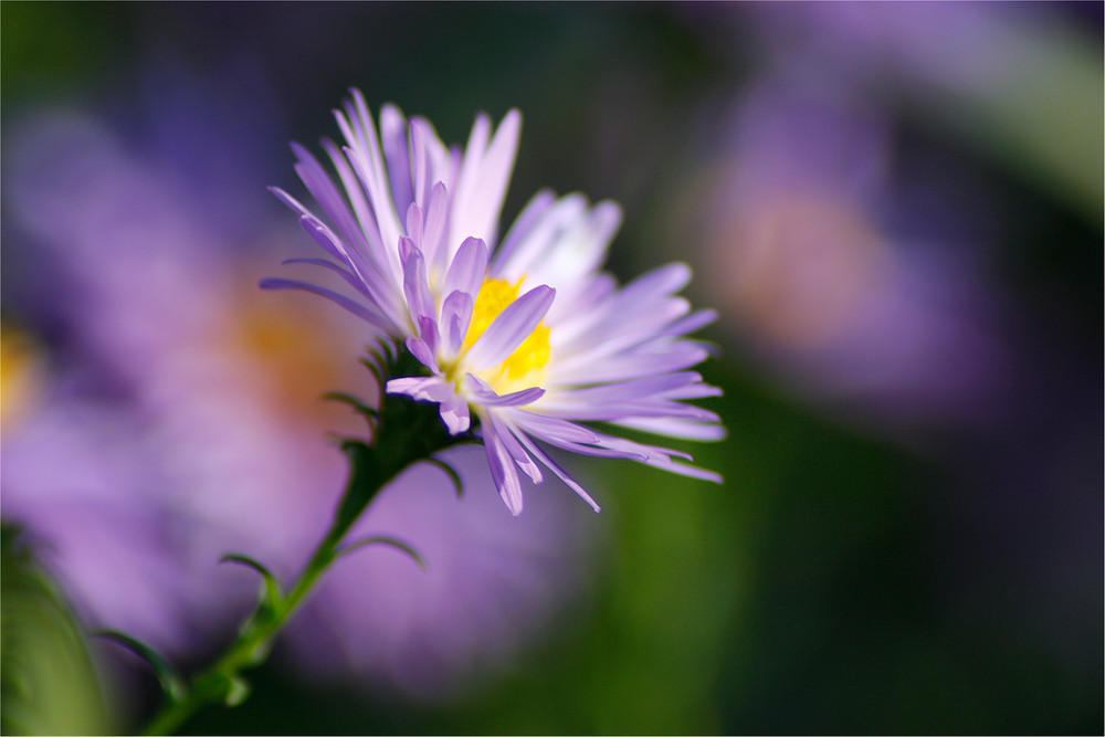 Herbstblüte