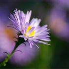 Herbstblüte