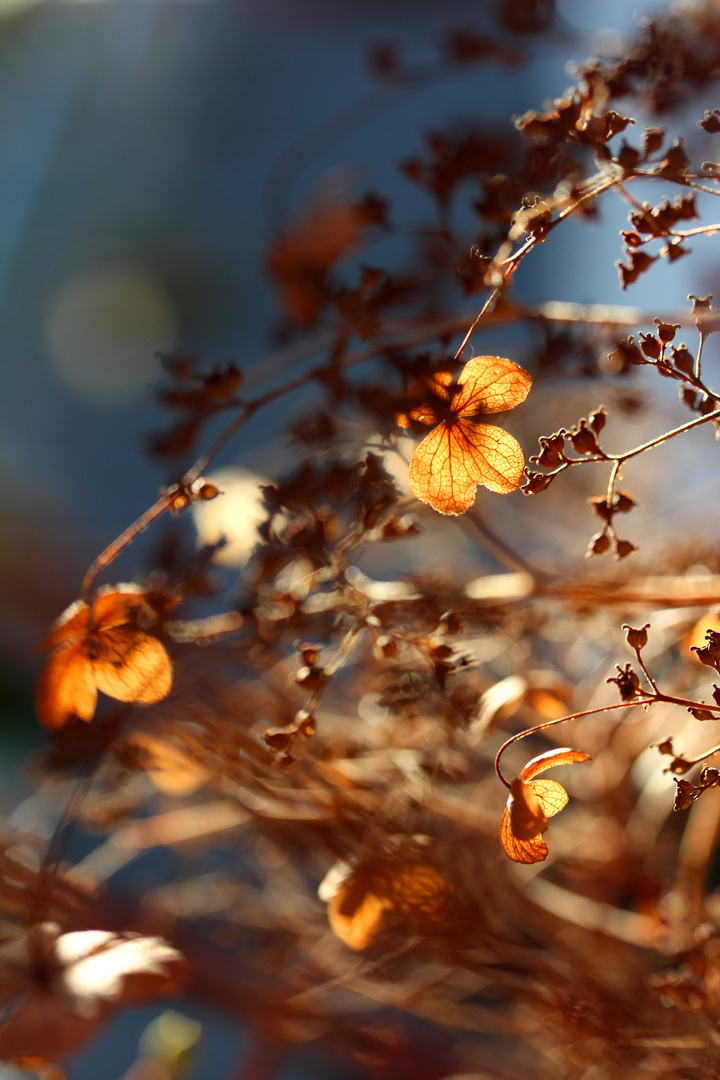 Herbstblüte