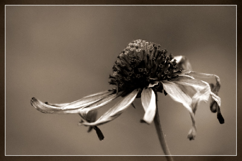 Herbstblüte ...