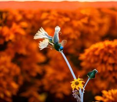 Herbstblüte