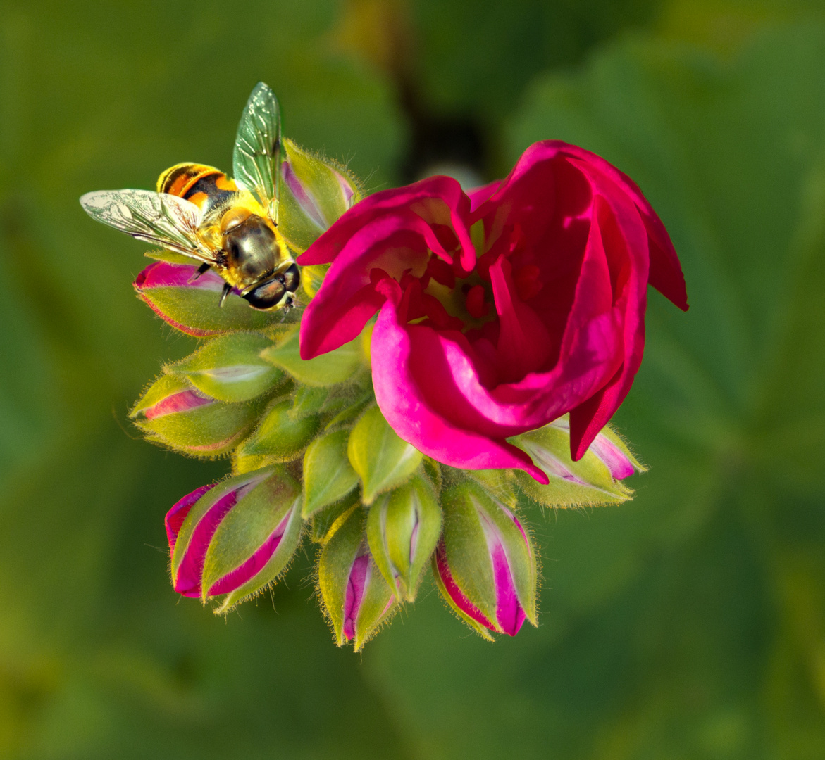 Herbstblüte