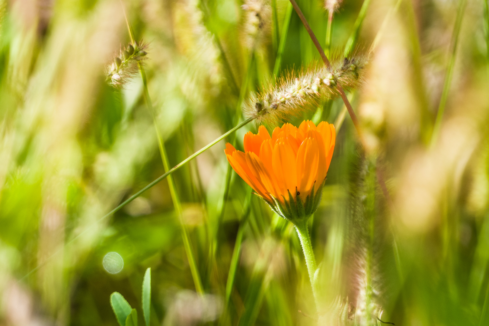 Herbstblüte