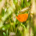 Herbstblüte