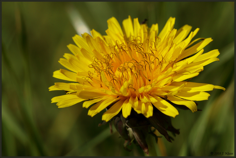 ... Herbstblüte ...