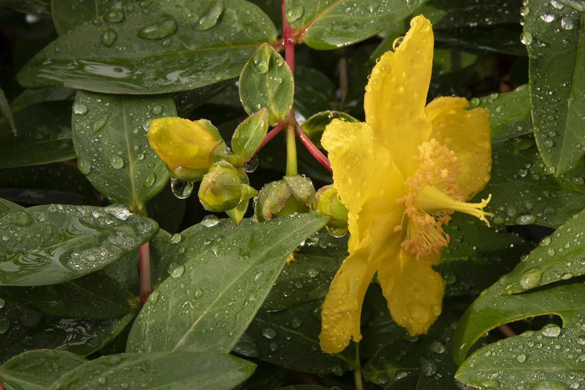 Herbstblüte