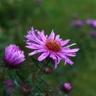 Herbstblüte