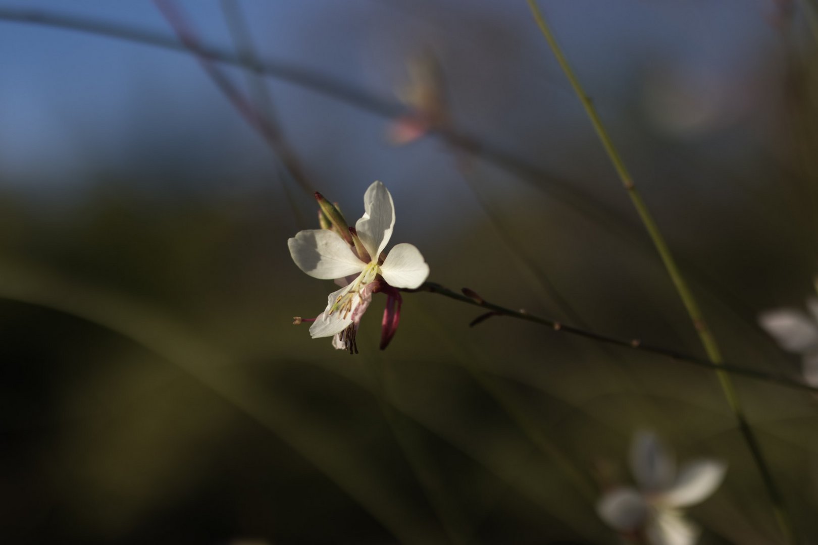 Herbstblüte