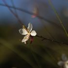 Herbstblüte