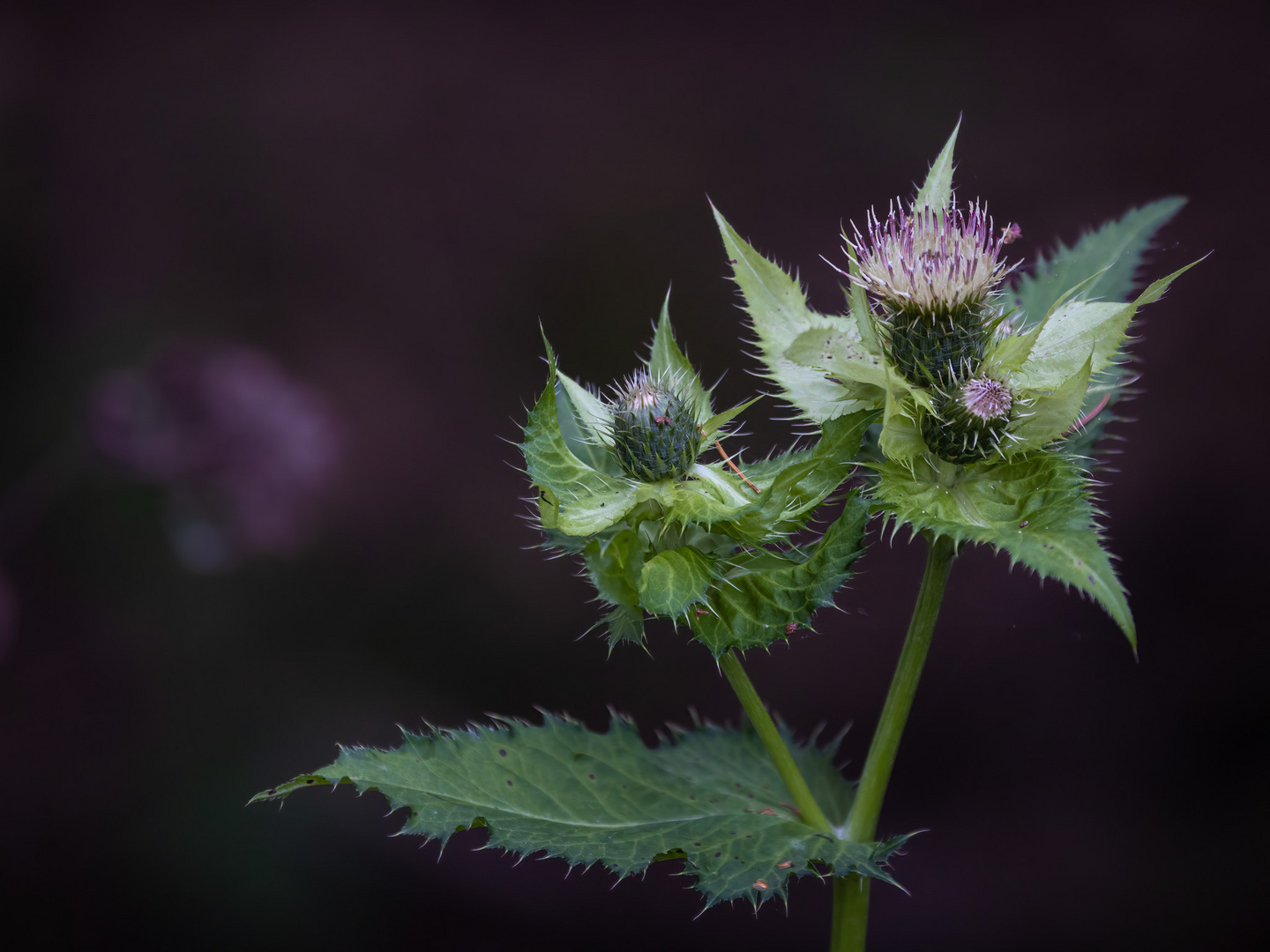 Herbstblüte