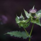 Herbstblüte