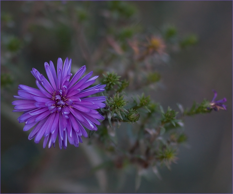 Herbstblüte