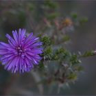 Herbstblüte