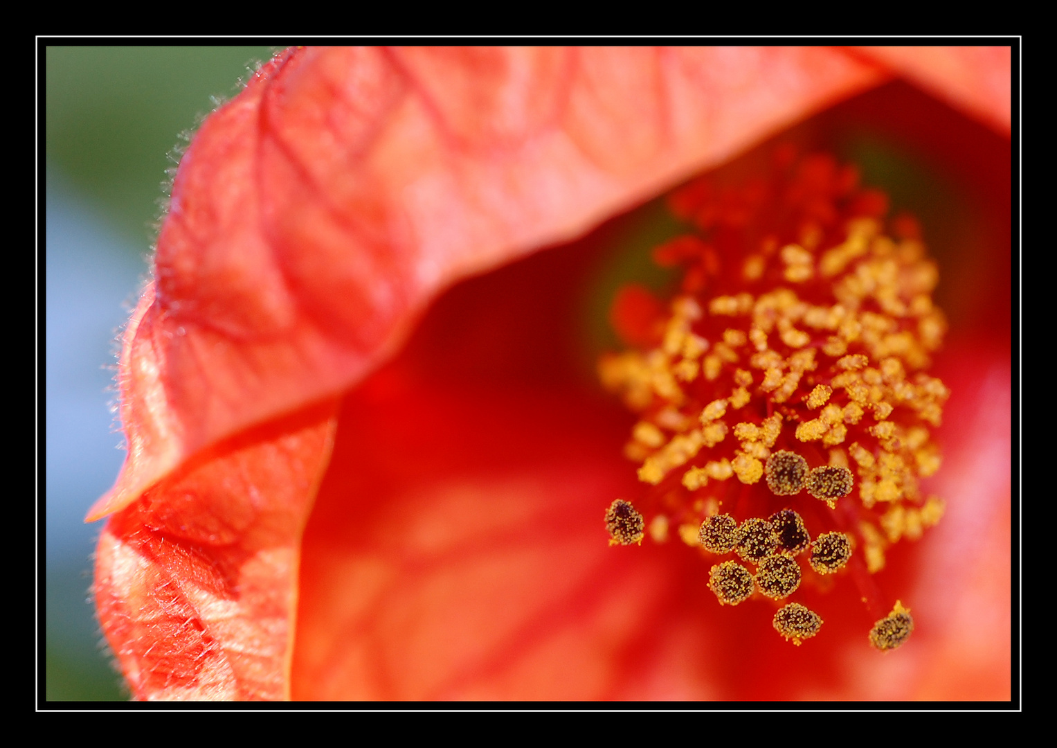 Herbstblüte