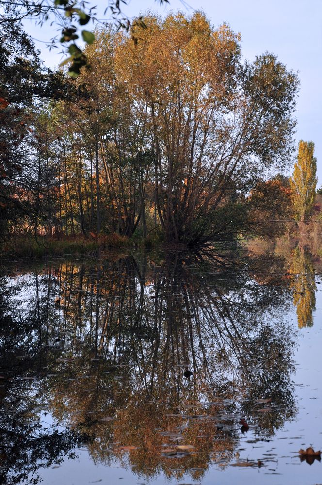 Herbstblüte