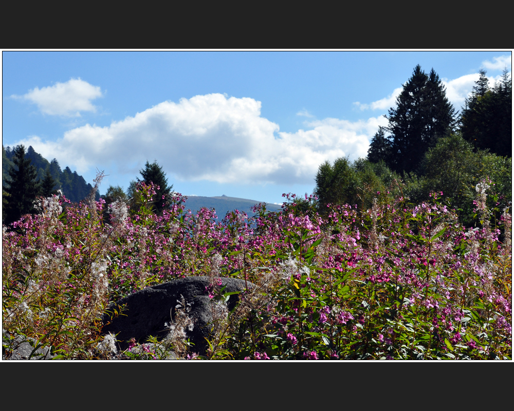 Herbstblüte