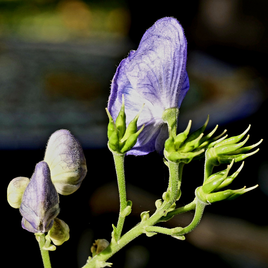 Herbstblüte