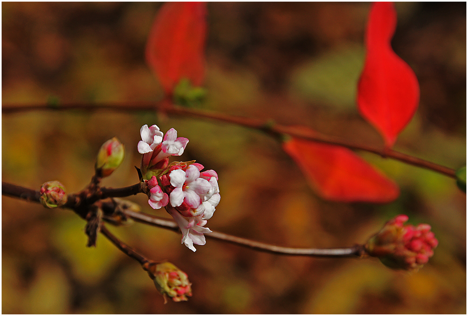 Herbstblüte