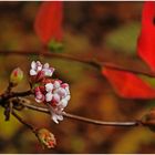 Herbstblüte