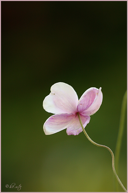 Herbstblüte