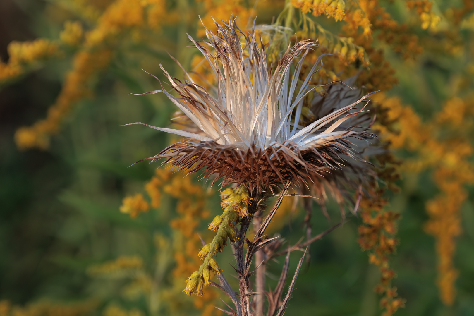 Herbstblüte 