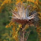 Herbstblüte 