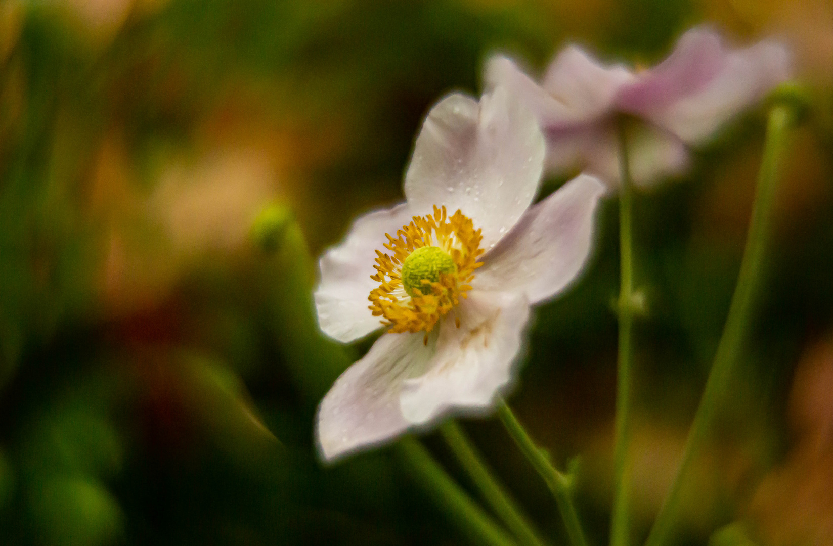 Herbstblüte,...