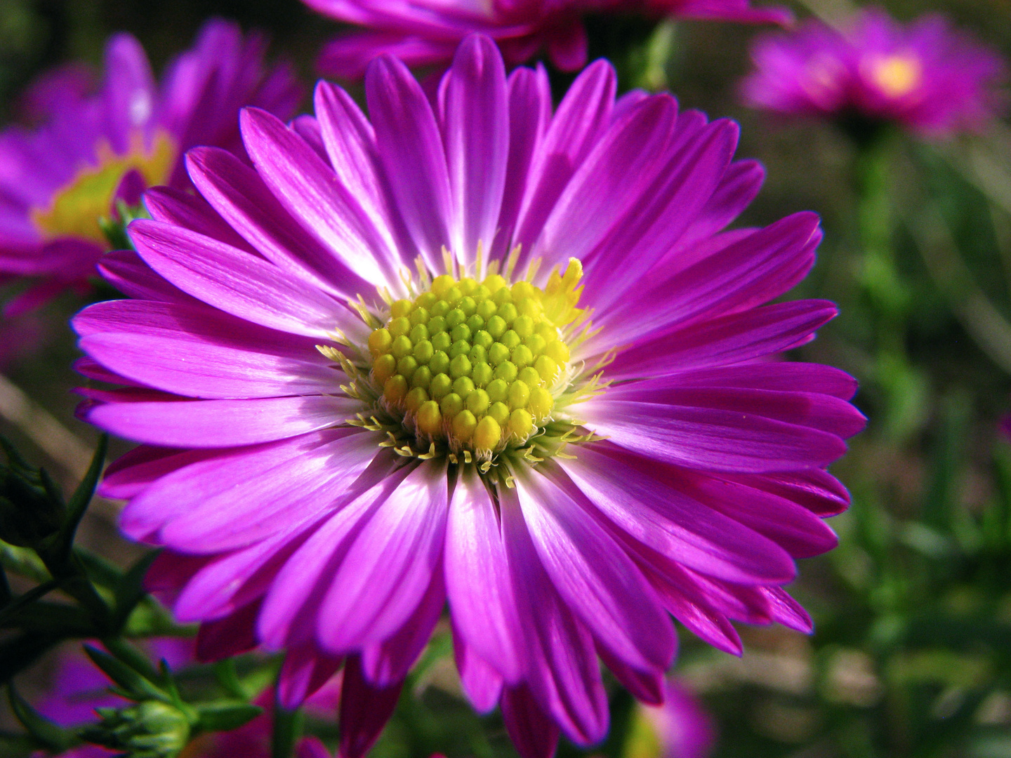 Herbstblüte