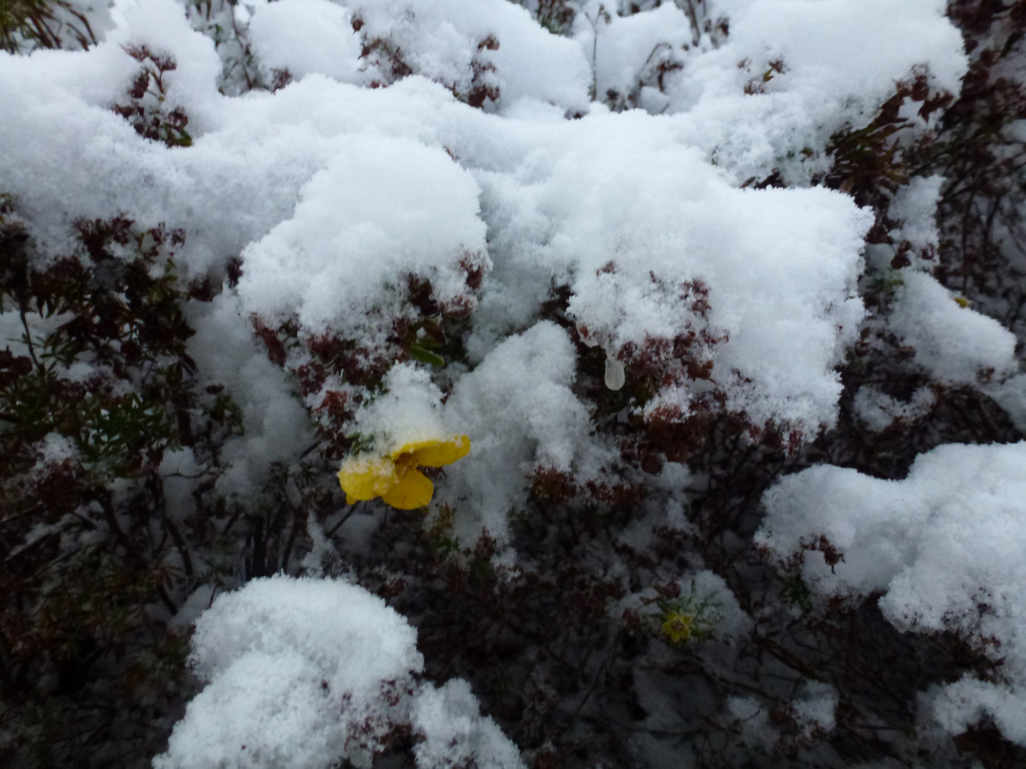 Herbstblüte am Morgen Erster Schnee 2016 Zeven