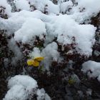 Herbstblüte am Morgen Erster Schnee 2016 Zeven