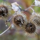 Herbstblüte an der Erft