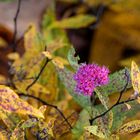 Herbstblüte