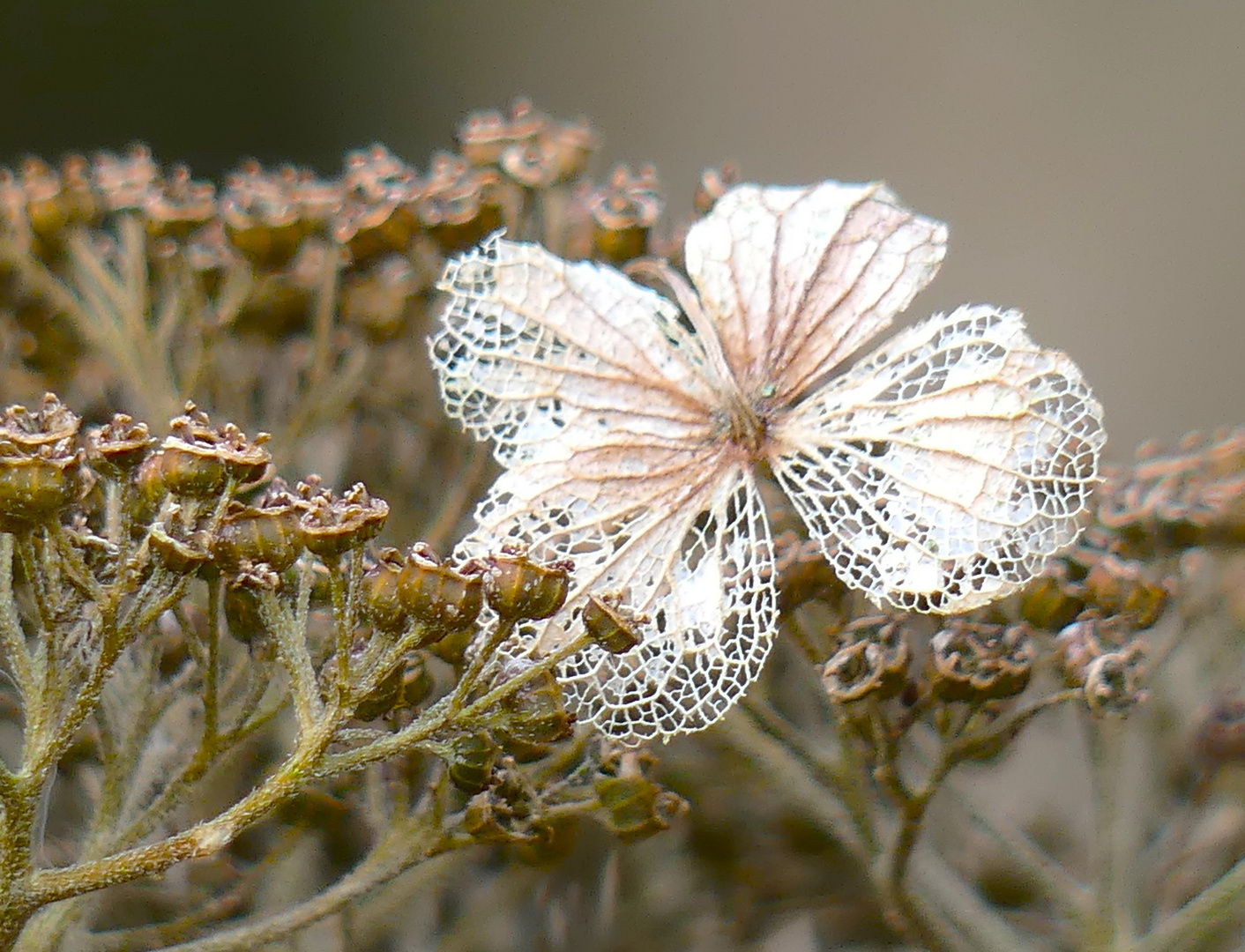 Herbstblüte