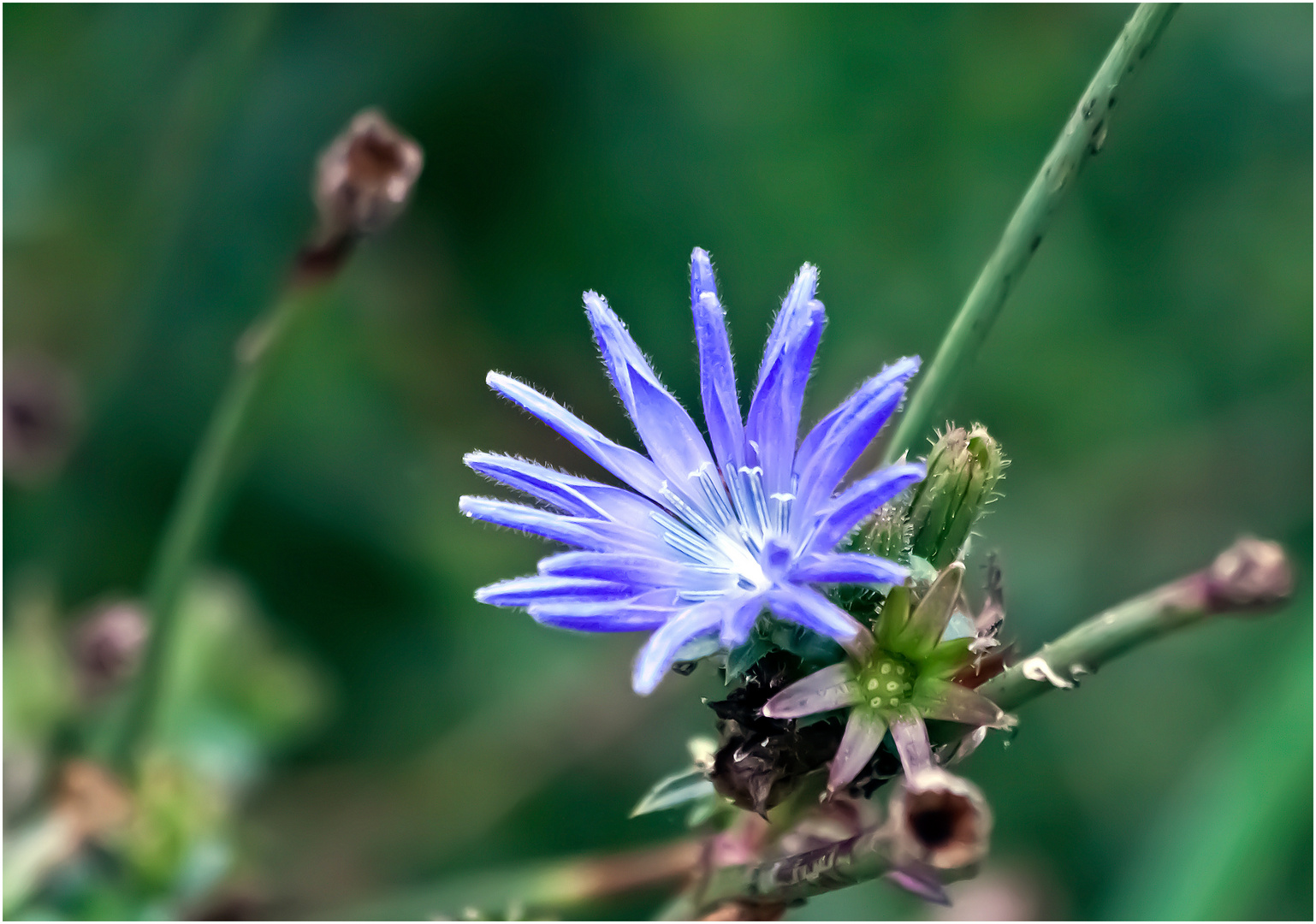 Herbstblüte