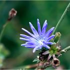 Herbstblüte