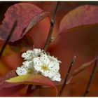 herbstblüte