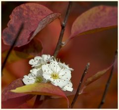 herbstblüte